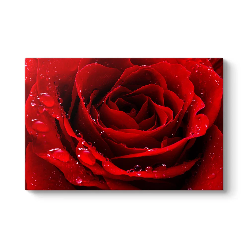 Kırmızı Gül Damlalar Tablosu - Model 1